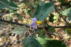 Solanum hovei